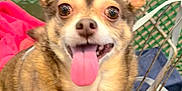 Junior joined the competition — help win amazing prizes! animal, brown_fur, canine, close_up, cute, dog, domestic_animal, fabric, friendly, happy, indoor, large_ears, looking_at_camera, pet, pet_accessory, red_blanket, seat, shopping_cart, small_dog, tongue_out