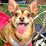 animal, brown_fur, canine, close_up, cute, dog, domestic_animal, fabric, friendly, happy, indoor, large_ears, looking_at_camera, pet, pet_accessory, red_blanket, seat, shopping_cart, small_dog, tongue_out