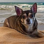 animal, beach, canine, chihuahua, clouds, dog, nature, ocean, outdoor, pet, portrait, relaxing, sand, sky, small_dog, summer, sunlight, towel, vacation, waves