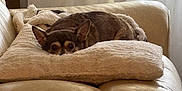Junior is registered to the contest to win money with this photo: animal, blanket, comfort, couch, cozy, curtains, dog, ears, fur, furniture, home, indoor, leather, light, pet, pillow, relaxation, resting, small_dog, window