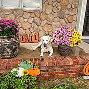 Lexi is registered to the contest to win money with this photo: animal, brick_porch, daylight, dog, fall_sign, flower_pot, garden, green_plants, home_decor, nature, outdoor, pet, pink_flowers, porch, pumpkin_decorations, seasonal_decor, smiling_dog, stone_wall, white_dog, yellow_flowers