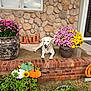 animal, brick_porch, daylight, dog, fall_sign, flower_pot, garden, green_plants, home_decor, nature, outdoor, pet, pink_flowers, porch, pumpkin_decorations, seasonal_decor, smiling_dog, stone_wall, white_dog, yellow_flowers