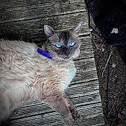 Lulu a rejoint le concours — aidez-le/la à gagner de superbes lots ! animal, blue_eyes, cat, closeup, collar, daylight, ears, feline, fluffy, fur, nature, outdoor, paws, pet, portrait, relaxed, resting, texture, whiskers, wooden_planks