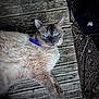 animal, blue_eyes, cat, closeup, collar, daylight, ears, feline, fluffy, fur, nature, outdoor, paws, pet, portrait, relaxed, resting, texture, whiskers, wooden_planks