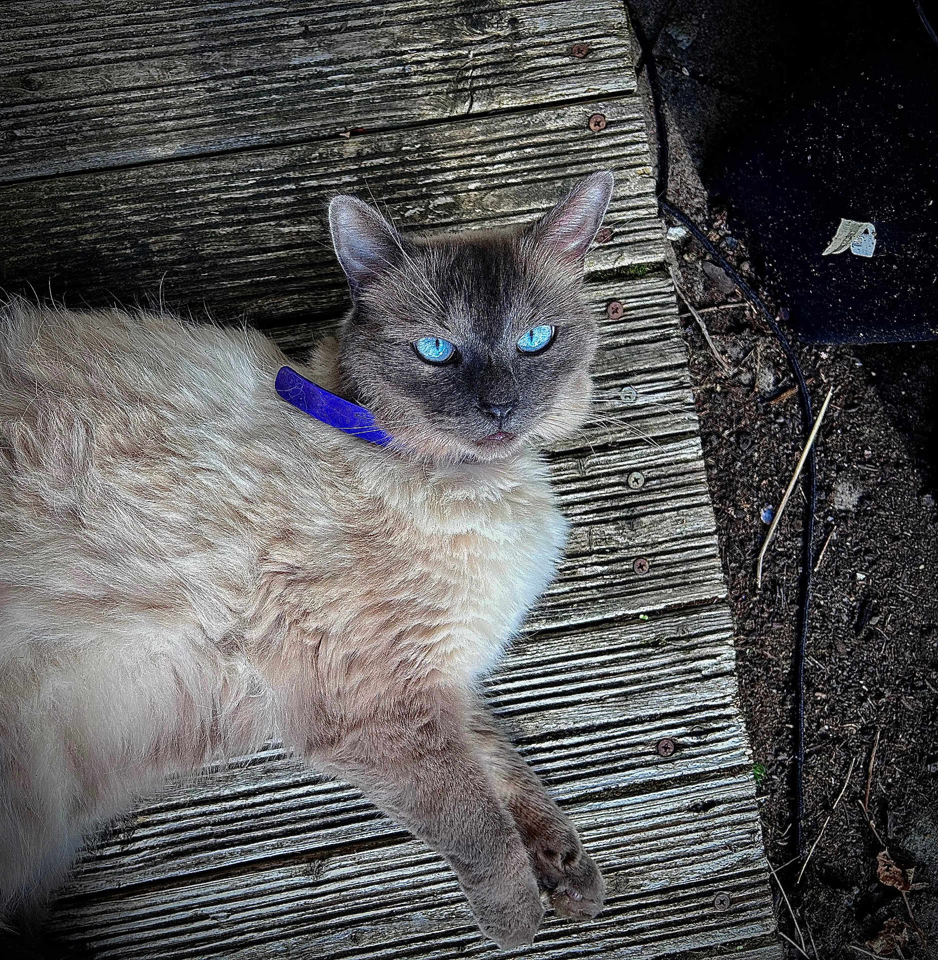 Lulu a rejoint le concours — aidez-le/la à gagner de superbes lots ! animal, blue_eyes, cat, closeup, collar, daylight, ears, feline, fluffy, fur, nature, outdoor, paws, pet, portrait, relaxed, resting, texture, whiskers, wooden_planks