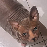 Ophelia a rejoint le concours — aidez-le/la à gagner de superbes lots ! animal, blue_eyes, brown, cat, close_up, cute, funny_expression, hairless_cat, indoors, large_ears, looking_at_camera, pet, pink_skin, portrait, sphynx_cat, standing, tile_floor, whiskerless, wide_eyes, wrinkles