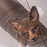 cat, hairless_cat, sphynx_cat, pet, animal, wrinkles, large_ears, blue_eyes, wide_eyes, close_up, portrait, indoors, tile_floor, standing, looking_at_camera, brown, pink_skin, cute, funny_expression, whiskerless