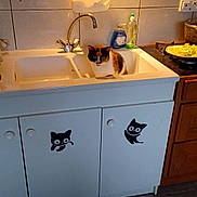 Didine a rejoint le concours — aidez-le/la à gagner de superbes lots ! animal, bathroom, cabinet, canine, cat, closet, cooktop, cupboard, dog, doublesink, furniture, indoors, interiordesign, kitchen, laundry, pet, room, sink, sinkfaucet, tap