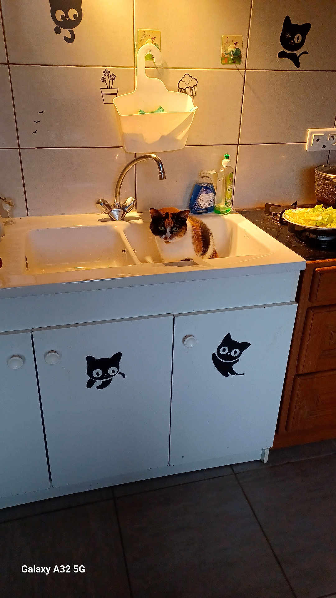 Didine a rejoint le concours — aidez-le/la à gagner de superbes lots ! animal, bathroom, cabinet, canine, cat, closet, cooktop, cupboard, dog, doublesink, furniture, indoors, interiordesign, kitchen, laundry, pet, room, sink, sinkfaucet, tap