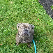 Chino joined the competition — help win amazing prizes! dog, grass, leash, outdoor, pet, animal, canine, greenery, collar, sitting, fur, muzzle, ears, eyes, nature, daylight, cute, companionship, obedient, portrait