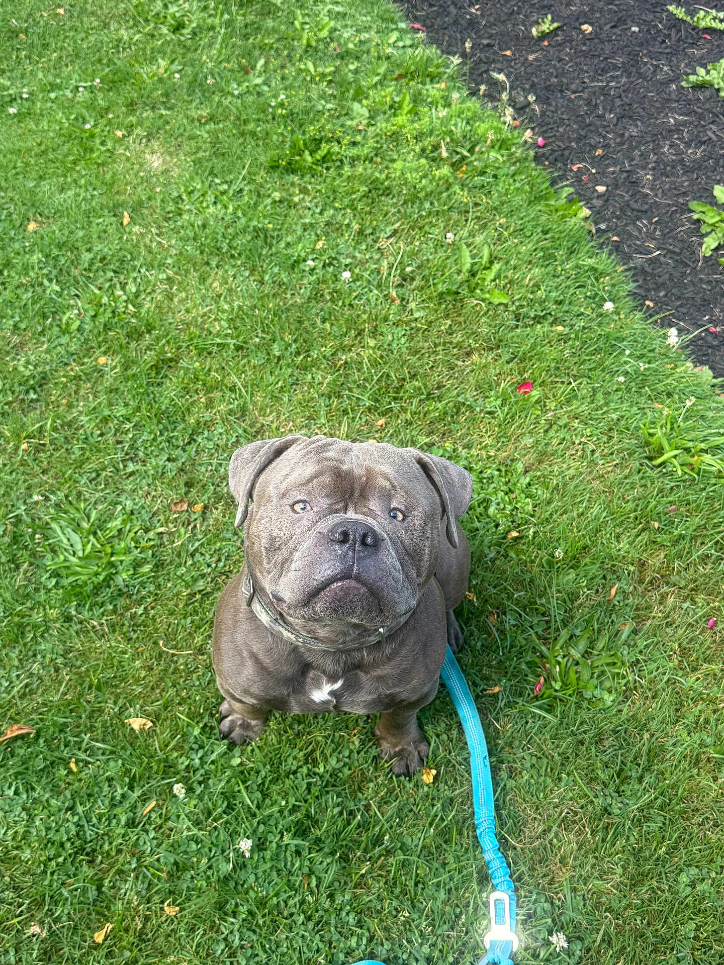 Chino joined the competition — help win amazing prizes! dog, grass, leash, outdoor, pet, animal, canine, greenery, collar, sitting, fur, muzzle, ears, eyes, nature, daylight, cute, companionship, obedient, portrait