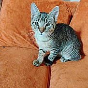 Echo joined the competition — help win amazing prizes! cat, kitten, tabby, pet, animal, feline, indoor, couch, orange_couch, fur, whiskers, ears, cute, young, sitting, domestic_animal, looking, resting, furniture, cozy