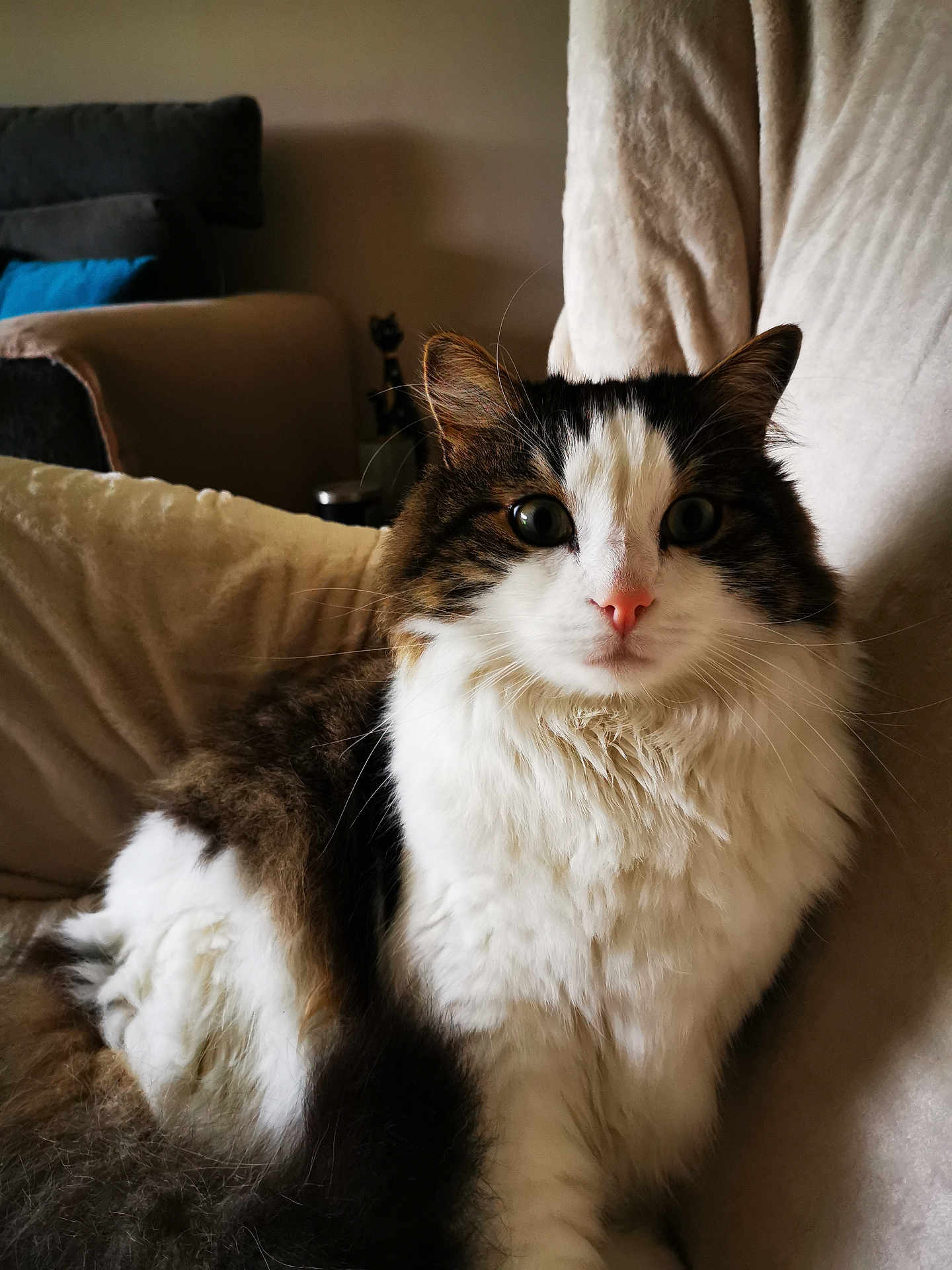 Romeo a rejoint le concours — aidez-le/la à gagner de superbes lots ! animal, black, brown, cat, chair, close_up, cozy, curious, cute, domestic, fluffy, furniture, indoor, living_room, pet, portrait, relaxed, soft, whiskers, white