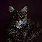 Violette a rejoint le concours — aidez-le/la à gagner de superbes lots ! cat, maine_coon, feline, pet, animal, green_eyes, long_hair, whiskers, ears, portrait, dark_background, relaxed, laying_down, fur, close_up, mammal, indoor, cute, majestic, alert