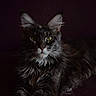 cat, maine_coon, feline, pet, animal, green_eyes, long_hair, whiskers, ears, portrait, dark_background, relaxed, laying_down, fur, close_up, mammal, indoor, cute, majestic, alert