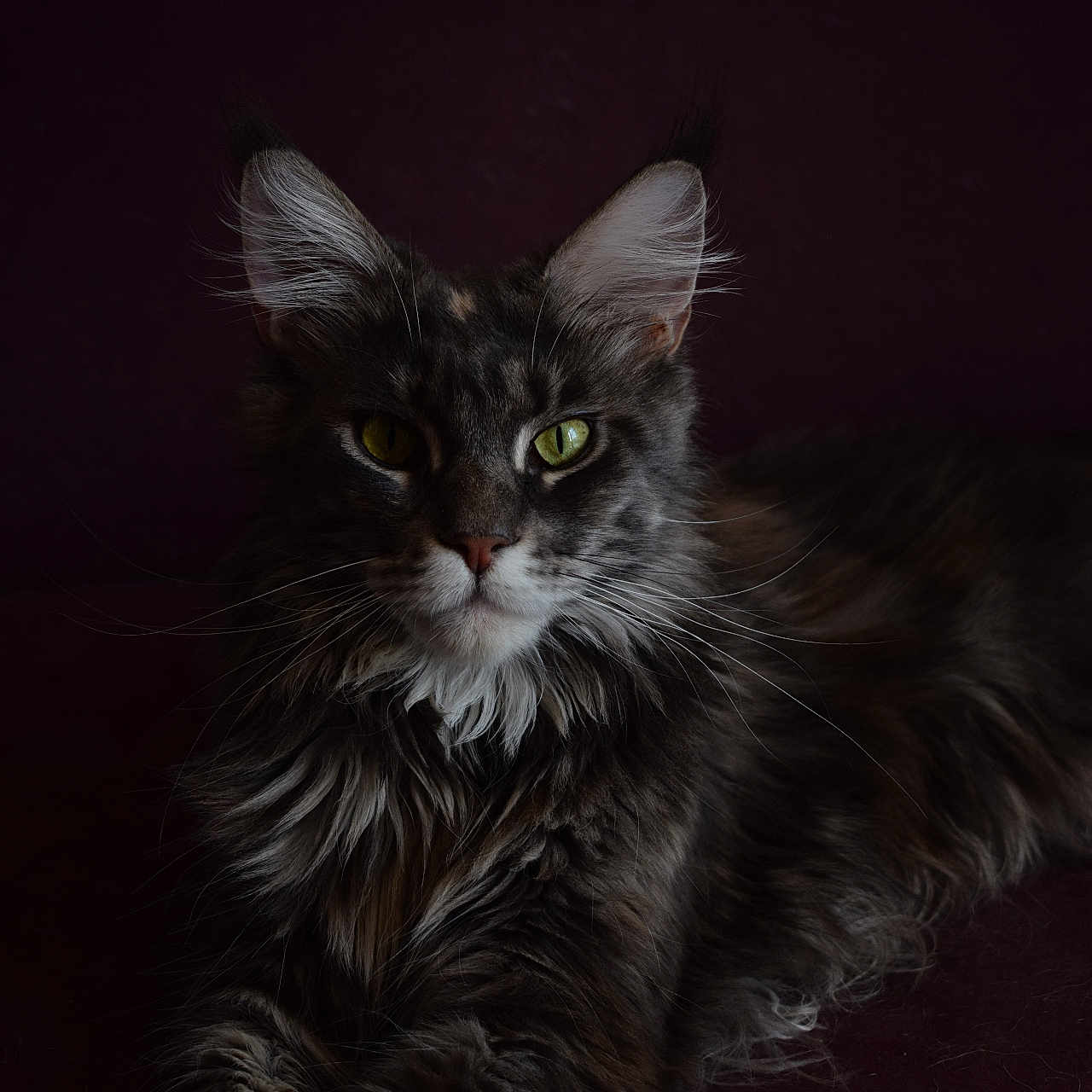 Violette