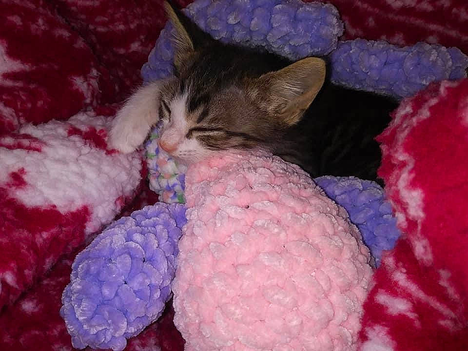 Professor Charles Xavier