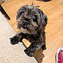 dog, small_dog, black_fur, paws, whiskers, big_eyes, fluffy, indoor, wood_floor, sofa, couch, pet_bed, looking_up, close_up, portrait, adorable, curious, companion, red_sneaker, shadow