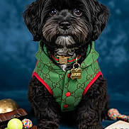 Lucky joined the competition — help win amazing prizes! dog, black_dog, pet, clothing, vest, toy, tennis_ball, rope_toy, golden_bone, open_book, collar, tag, portrait, studio, cute, animal, sitting, indoor, closeup, background