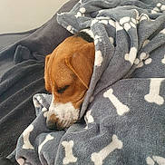 Vicky a rejoint le concours — aidez-le/la à gagner de superbes lots ! beagle, blanket, brown, comfort, couch, cozy, dog, fabric, fur, home, indoor, nap, pattern, pet, relaxation, resting, sleeping, snug, soft, white