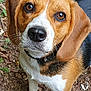 Vicky a rejoint le concours — aidez-le/la à gagner de superbes lots ! animal, beagle, black_fur, black_nose, brown_eyes, brown_fur, canine, close_up, collar, curious, dog, ears, friendly, leaf_litter, nature, outdoor, pet, portrait, whiskers, white_fur
