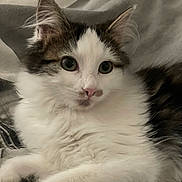 Molly a rejoint le concours — aidez-le/la à gagner de superbes lots ! kitten, cat, fluffy, white, tabby, pet, animal, cute, soft, fur, bed, blanket, resting, indoors, closeup, portrait, young, whiskers, ears, paws