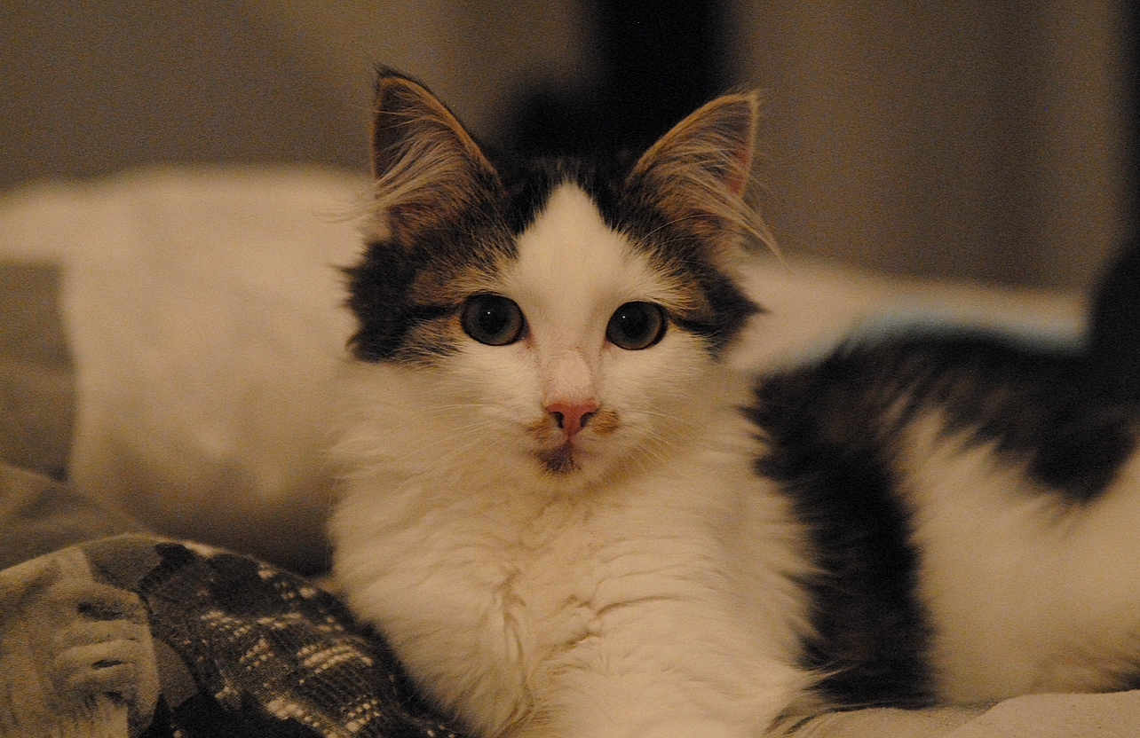 Molly