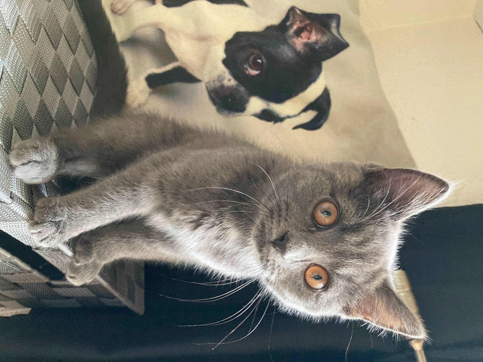 Flossy is registered to the contest to win money with this photo: asian, black_cat, british_shorthair, carnivore, cat, chartreux, domestic_short_haired_cat, european_shorthair, eye, felidae, fur, kitten, nebelung, paw, photo_caption, polydactyl_cat, sky, small_to_medium_sized_cats, snout, whiskers