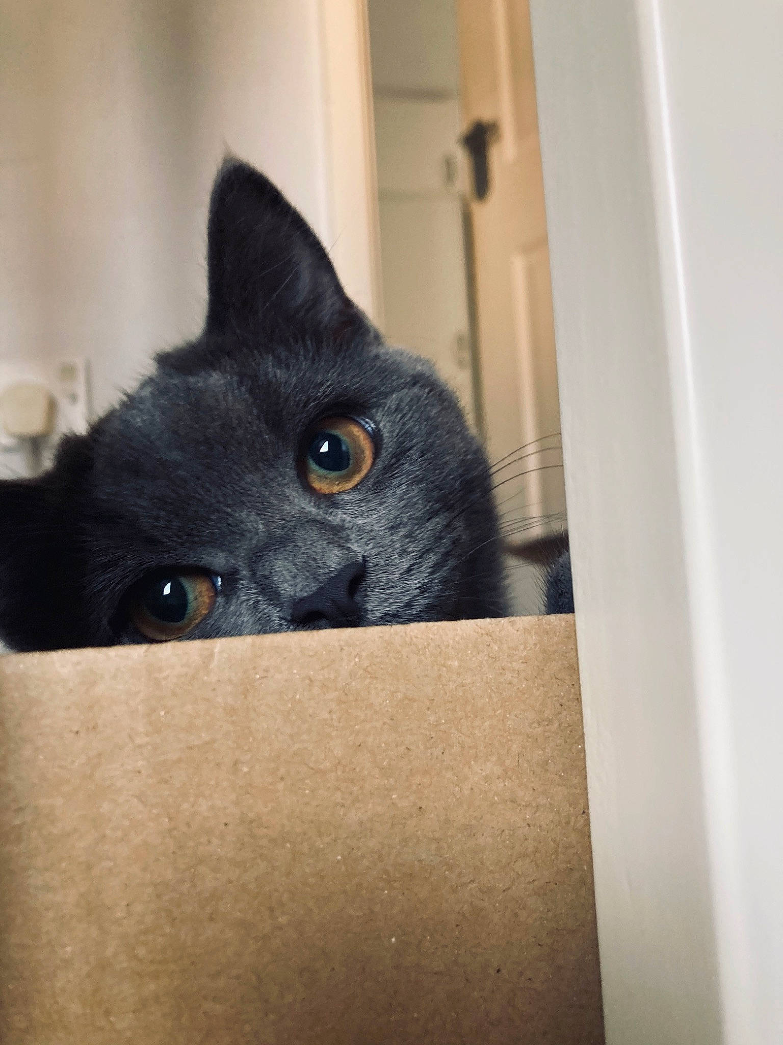 Flossy joined the competition — help win amazing prizes! asian, black_cat, british_shorthair, carnivore, cat, chartreux, domestic_short_haired_cat, eye, felidae, fur, korat, mammal, russian_blue, small_to_medium_sized_cats, snout, whiskers