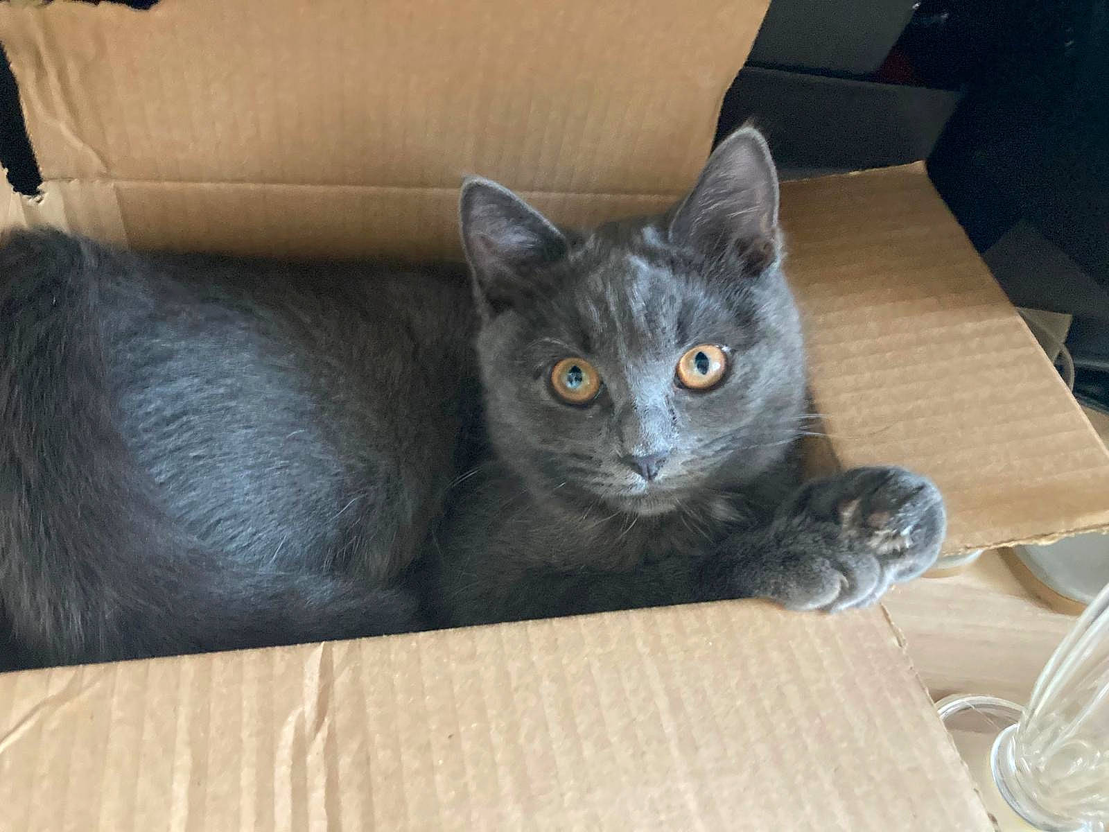 Flossy joined the competition — help win amazing prizes! asian, box, british_shorthair, carnivore, cat, chartreux, domestic_short_haired_cat, european_shorthair, felidae, fur, kitten, korat, mammal, nebelung, russian_blue, small_to_medium_sized_cats, vertebrate, whiskers