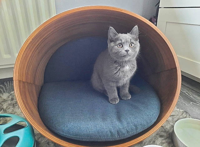 Flossy joined the competition — help win amazing prizes! asian, british_shorthair, carnivore, cat, cat_bed, chartreux, domestic_short_haired_cat, european_shorthair, felidae, kitten, korat, nebelung, russian_blue, small_to_medium_sized_cats, whiskers