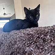 Juno Hera is registered to the contest to win money with this photo: animal, bedroom, black_cat, cat, ceiling_fan, cozy, domestic_cat, feline, fluffy_blanket, fur, green_eyes, home, indoor, looking, pet, portrait, relaxed, resting, soft_texture, window_light