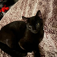 Juno Hera joined the competition — help win amazing prizes! black_cat, cat, pet, animal, feline, fur, whiskers, eyes, ear, tail, resting, blanket, soft_texture, cozy, indoor, comfort, relaxing, cute, companion, domestic_animal