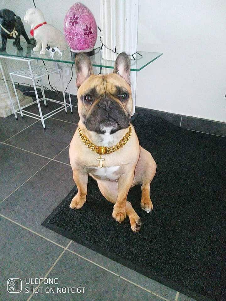 Joseph participe au concours pour gagner de l'argent avec cette photo : bulldog, canidae, carnivore, collar, companion_dog, dog, dog_breed, dog_collar, fawn, flooring, french_bulldog, leash, pet_supply, pug, snout, sporting_group, toy_dog, whiskers, working_animal, wrinkle