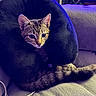 animal, cat, cord, couch, cozy, cushion, ears, feline, fur, furniture, houseplant, indoor, lighting, neck_pillow, pet, relaxed, tabby_cat, tail, television, whiskers