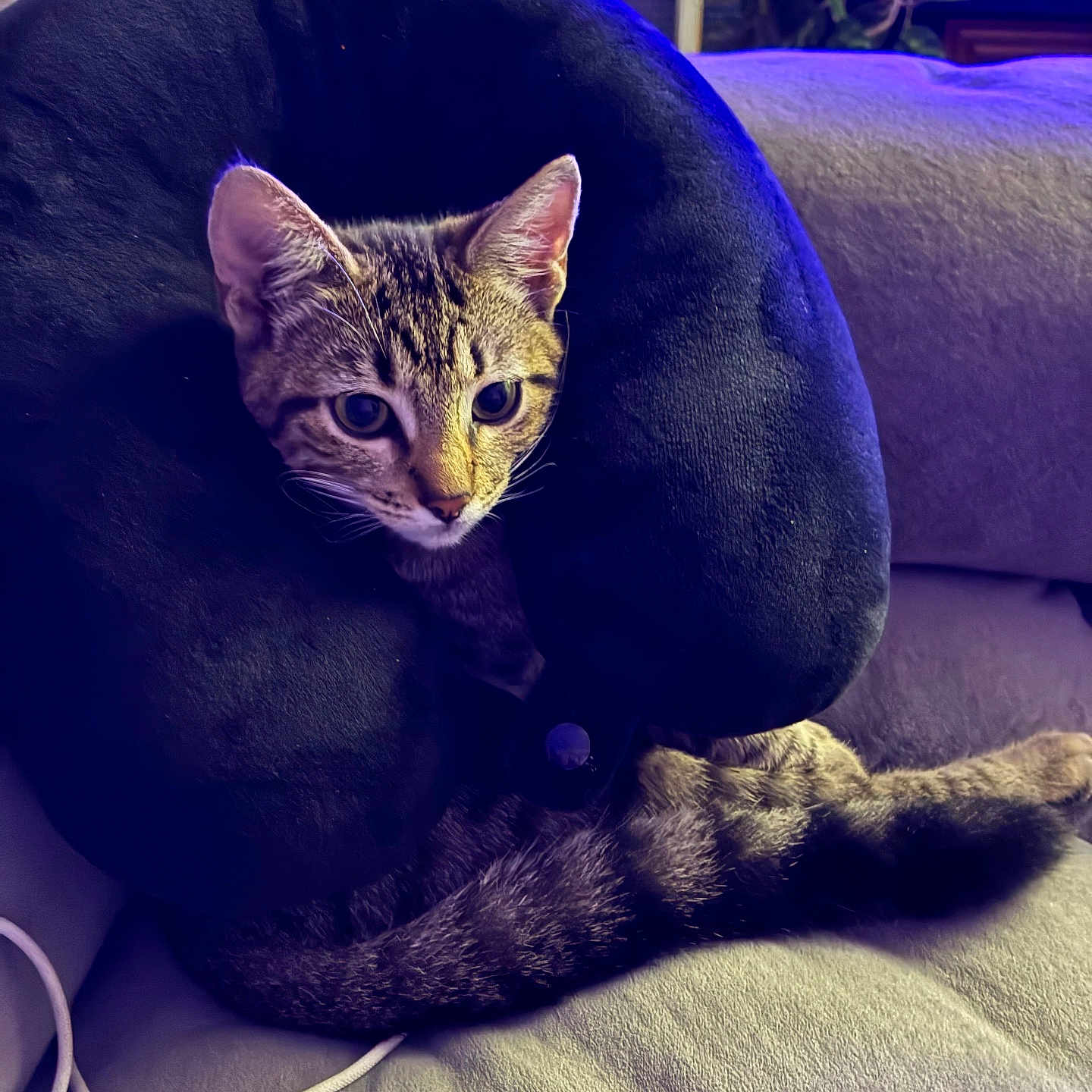 Emily Buttons is registered to the contest to win money with this photo: animal, cat, cord, couch, cozy, cushion, ears, feline, fur, furniture, houseplant, indoor, lighting, neck_pillow, pet, relaxed, tabby_cat, tail, television, whiskers