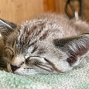 Bugs is registered to the contest to win money with this photo: animal, blanket, close_up, cozy, cute, ears, feline, fur, furry, indoors, kitten, nose, peaceful, pet, relaxed, resting, sleeping, soft, whiskers, young