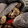 Bugs joined the competition — help win amazing prizes! animal, blanket, cat, closeup, comfort, cozy, cute, fur, fur_texture, gray, indoor, kitten, paw, pet, resting, sleepy, small, soft, texture, warm
