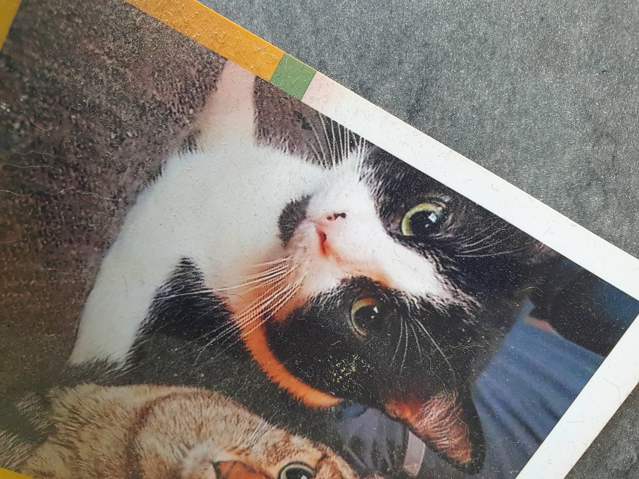 Luky a rejoint le concours — aidez-le/la à gagner de superbes lots ! animal_shelter, canidae, carnivore, cat, claw, domestic_short_haired_cat, fang, felidae, fur, paw, pet_supply, photo_caption, rectangle, service, small_to_medium_sized_cats, snout, sporting_group, tail, terrestrial_animal, whiskers