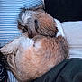 Shalia Rose is registered to the contest to win money with this photo: dog, sleeping, curled_up, fluffy, pillow, striped, blanket, cushion, resting, pet, fur, cozy, indoors, relaxed, cute, small_dog, brown, white, black, animal