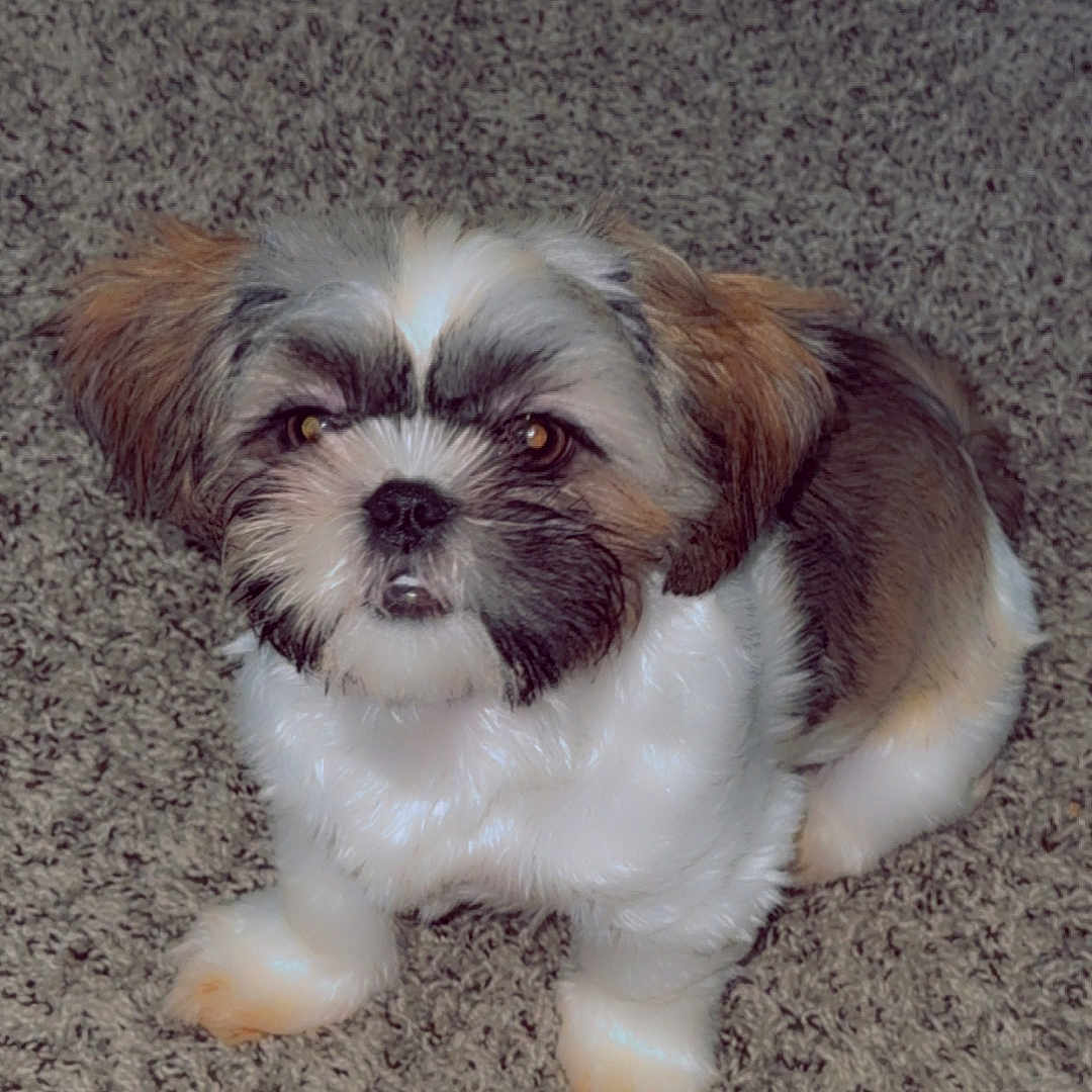 Shalia Rose joined the competition — help win amazing prizes! animal, black_fur, brown_fur, carpet, companion, cute, cute_pet, dog, domestic_animal, floor, friendly, fur, indoor, pet, puppy, sitting, slippers, small_dog, white_fur, young_dog