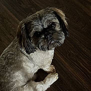 Metro is registered to the contest to win money with this photo: dog, pet, indoor, floor, wooden_floor, small_dog, groomed, fur, cute, looking_up, animal, companion, domestic_animal, mammal, canine, face, ears, paws, sitting, brown_floor