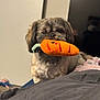Metro is registered to the contest to win money with this photo: dog, plush_toy, carrot, indoor, pet, cute, fur, animal, toy, brown, small_dog, carpet, cozy, home, looking, mouth, soft_toy, background, curious, standing