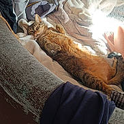 Rafale participe au concours pour gagner de l'argent avec cette photo : cat, tabby_cat, couch, blanket, sunlight, indoor, relaxed, furniture, clothing, cozy, home, pet, fur, sleeping, comfort, messy, tile_floor, bag, household_items, tail