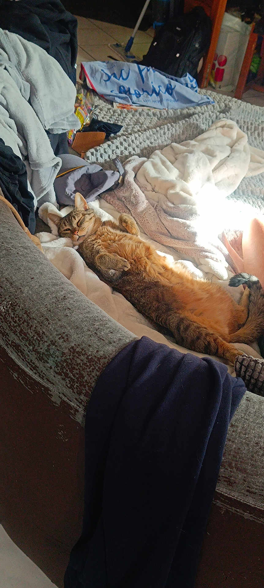 Rafale participe au concours pour gagner de l'argent avec cette photo : cat, tabby_cat, couch, blanket, sunlight, indoor, relaxed, furniture, clothing, cozy, home, pet, fur, sleeping, comfort, messy, tile_floor, bag, household_items, tail