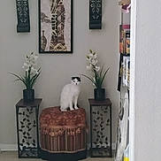 Suzie Q is registered to the contest to win money with this photo: black_patch, calm, cat, decor, decorative, floor, flower_pots, furniture, home, indoor, living_room, ottoman, painting, plant, quiet, sitting, table, vase, wall_art, white_cat