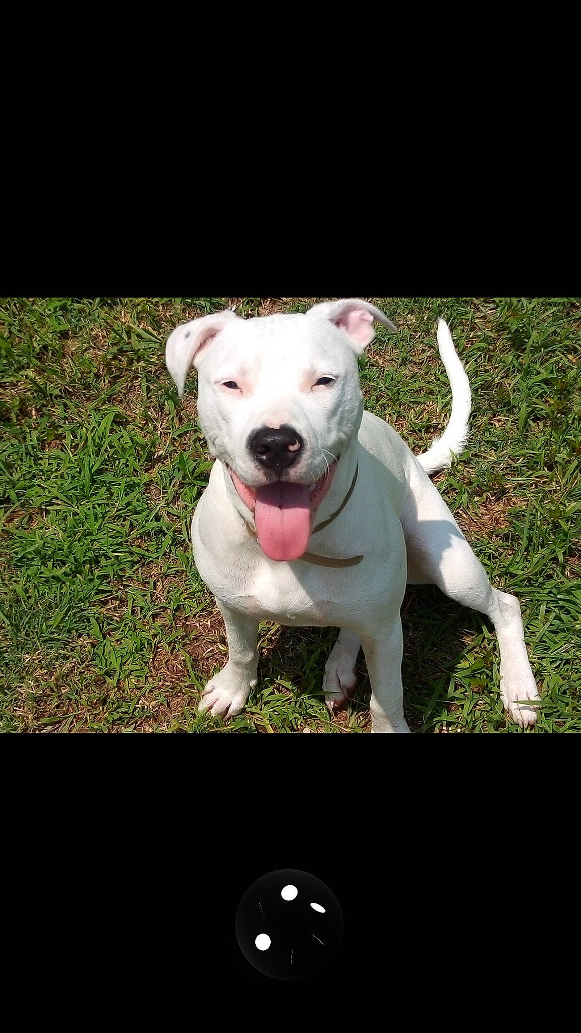 Lady joined the competition — help win amazing prizes! carnivore, collar, companion_dog, dog, dog_breed, dog_collar, dogo_argentino, fawn, flash_photography, grass, non_sporting_group, photo_caption, plant, rectangle, snout, sporting_group, tail, terrestrial_animal, terrier, working_animal