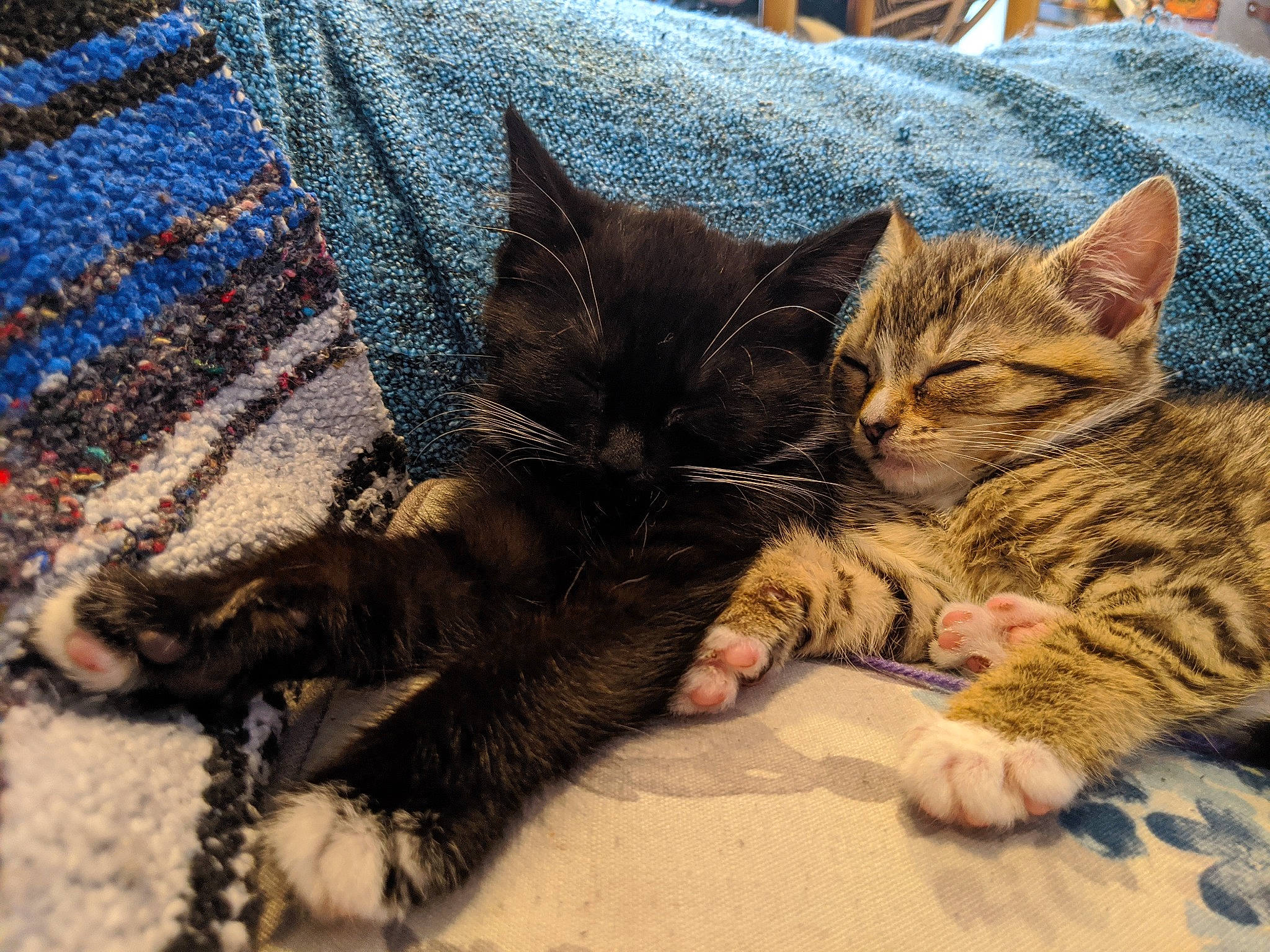 Pepper is registered to the contest to win money with this photo: american_shorthair, asian, california_spangled, carnivore, cat, domestic_short_haired_cat, dragon_li, egyptian_mau, european_shorthair, felidae, fur, kitten, mammal, nap, paw, small_to_medium_sized_cats, snout, tabby_cat, toyger, whiskers