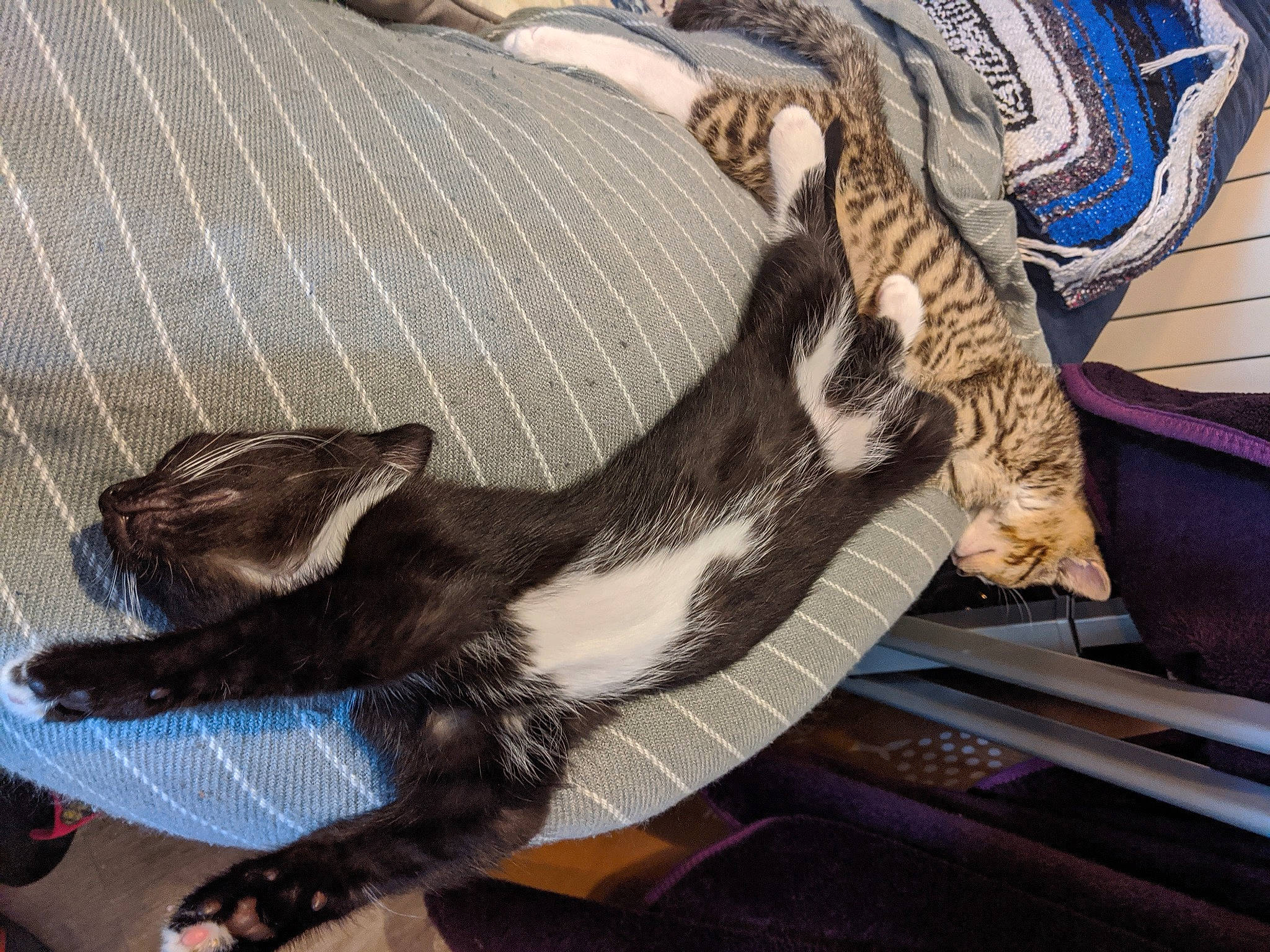 Pepper joined the competition — help win amazing prizes! american_shorthair, carnivore, cat, domestic_short_haired_cat, felidae, fur, kitten, small_to_medium_sized_cats, tabby_cat, tail, whiskers