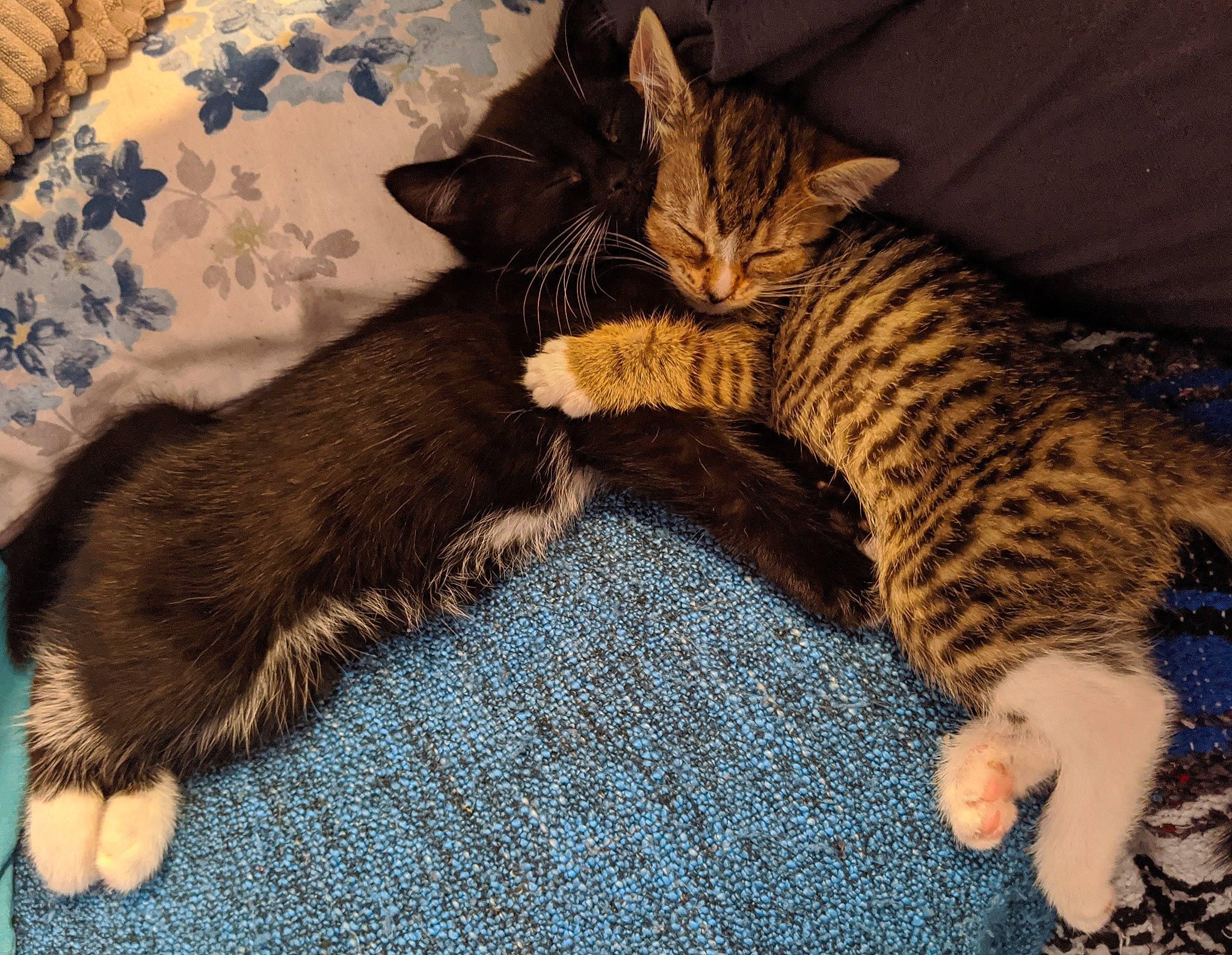 Clara joined the competition — help win amazing prizes! asian, california_spangled, carnivore, cat, claw, domestic_short_haired_cat, dragon_li, european_shorthair, felidae, fur, kitten, leg, mammal, paw, pixie_bob, small_to_medium_sized_cats, tabby_cat, tail, toyger, whiskers